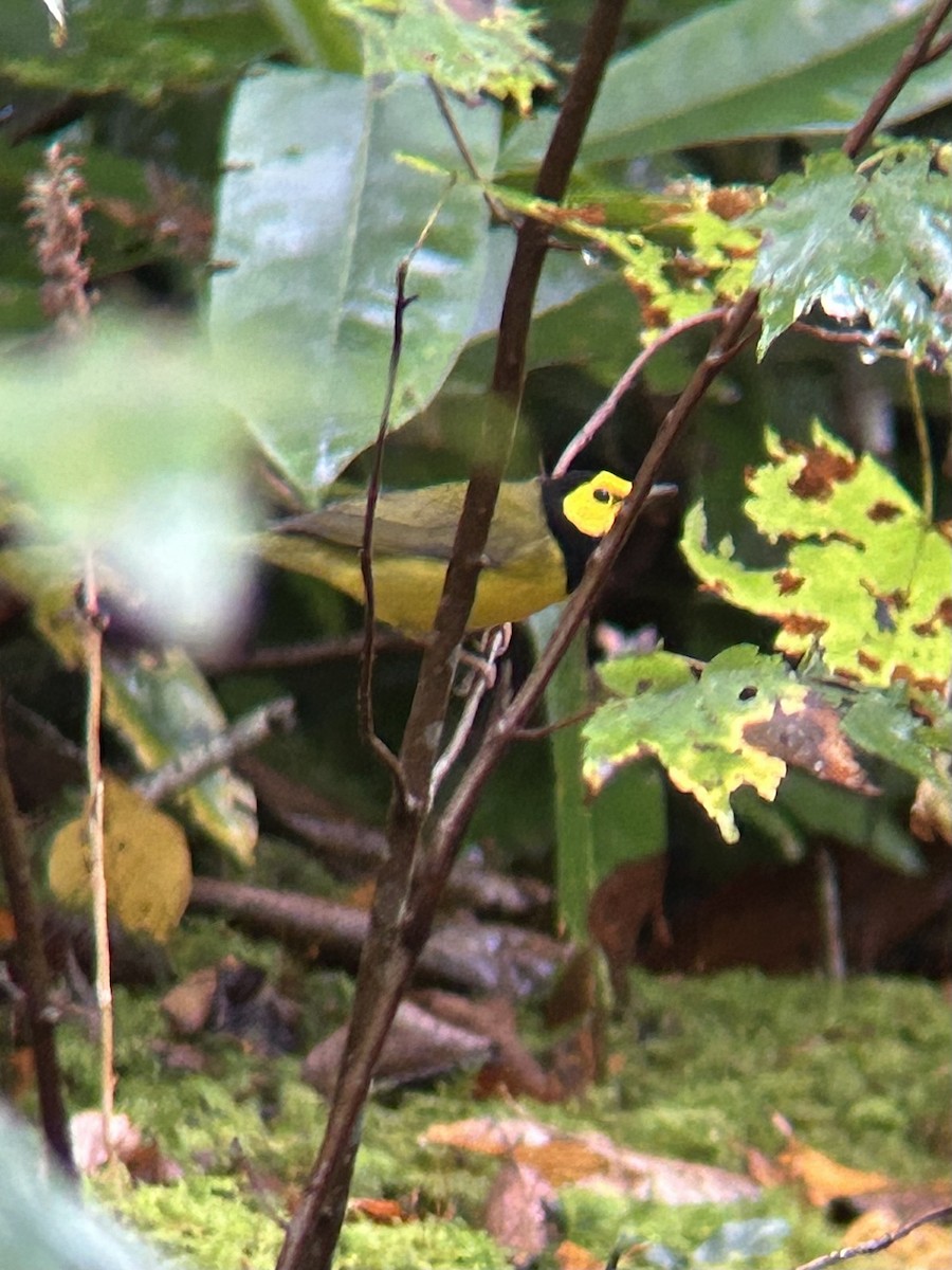 Hooded Warbler - ML642648385