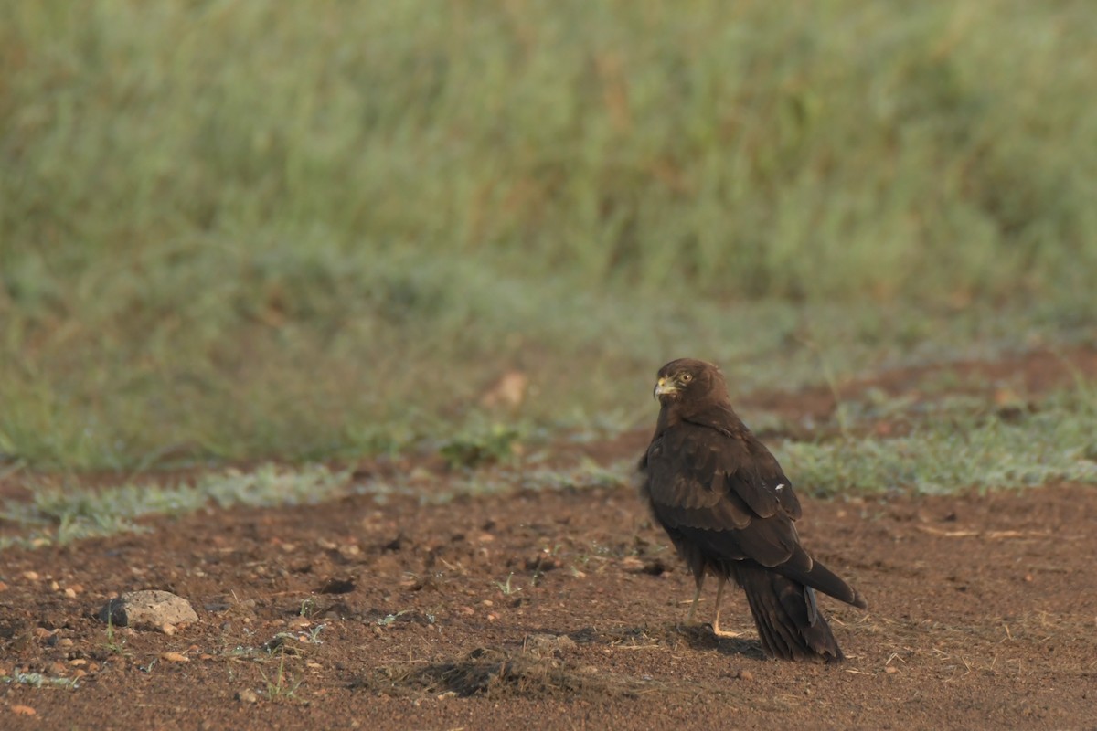 African Marsh Harrier - ML642648408
