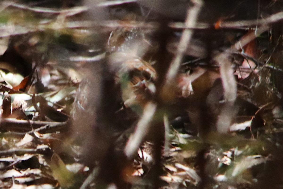 Painted Buttonquail - ML642648412