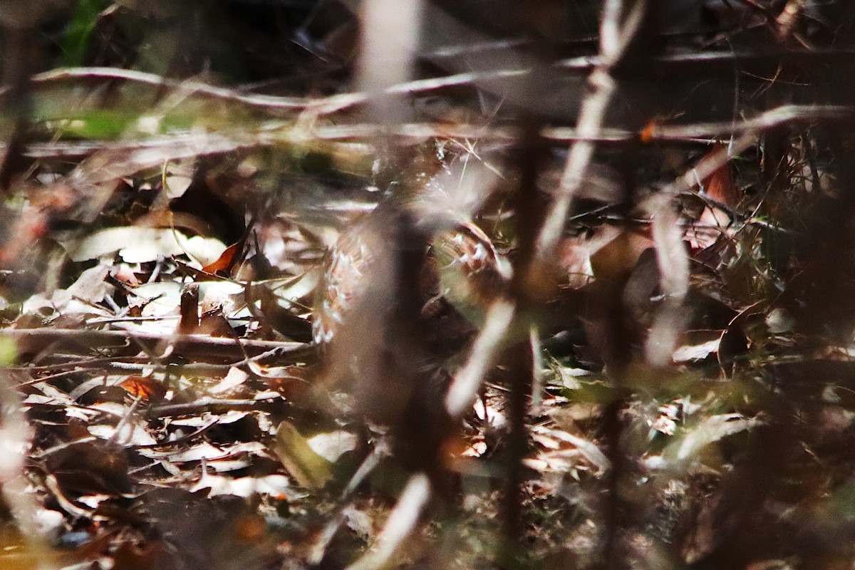Painted Buttonquail - ML642648413