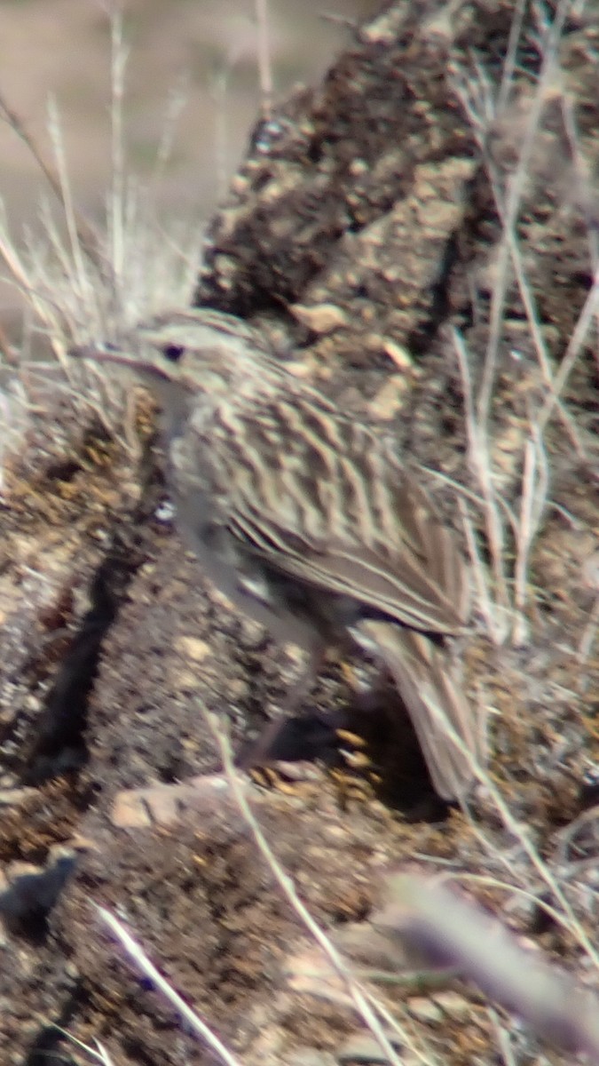 Paramo Pipit - ML642648416