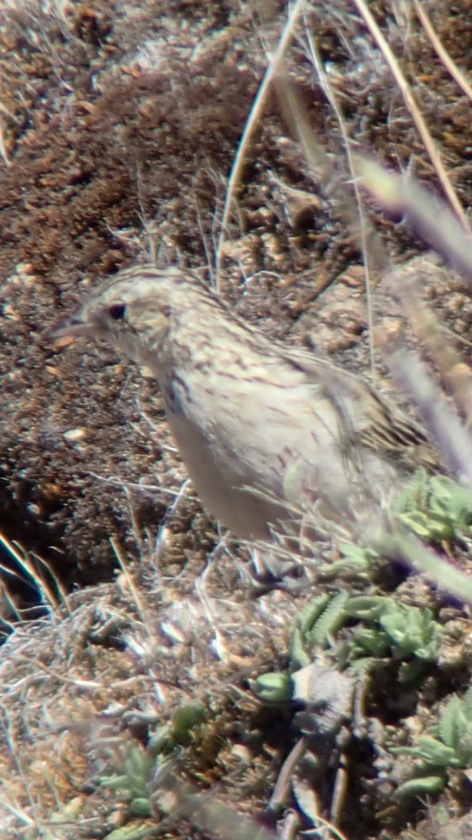 Paramo Pipit - ML642648417