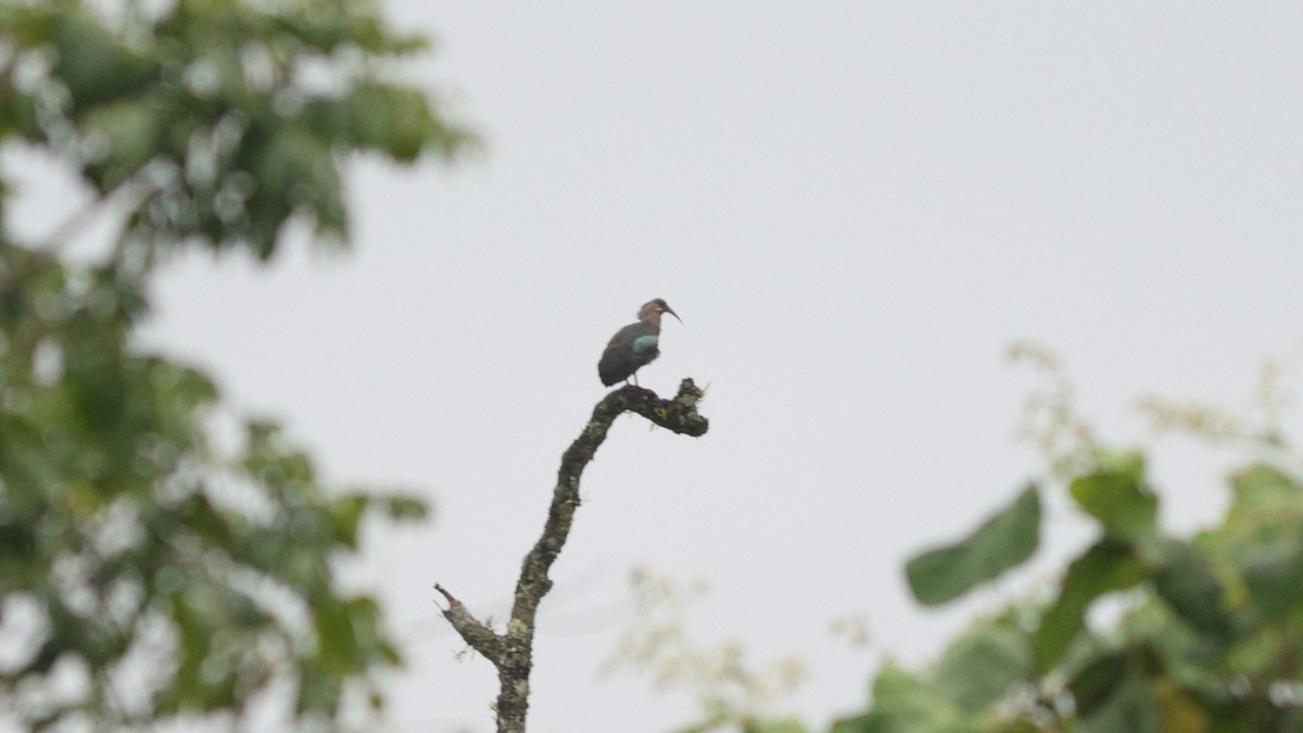 Olive Ibis - ML642648419