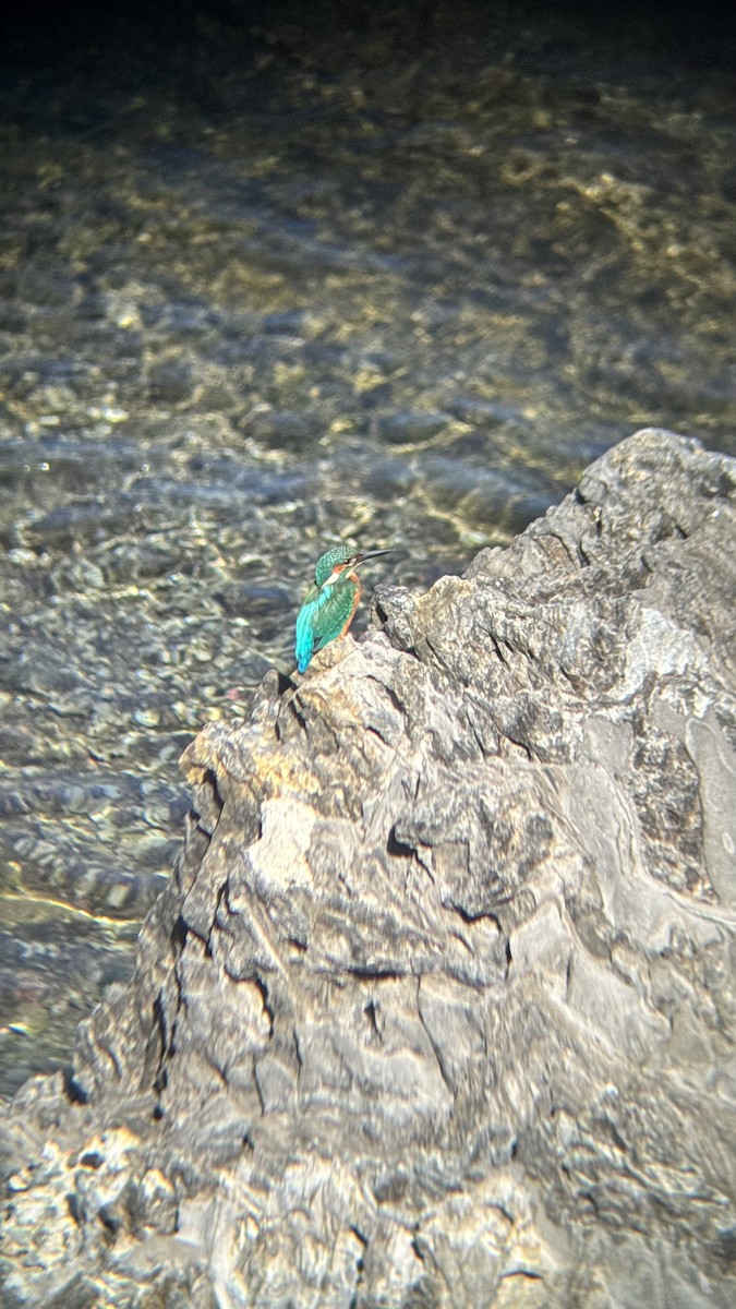 Martin arrantzalea - ML642648422