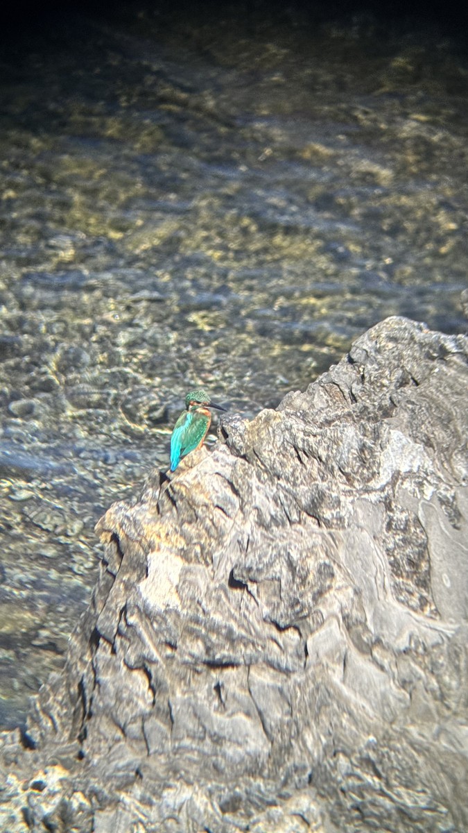 Martin arrantzalea - ML642648423