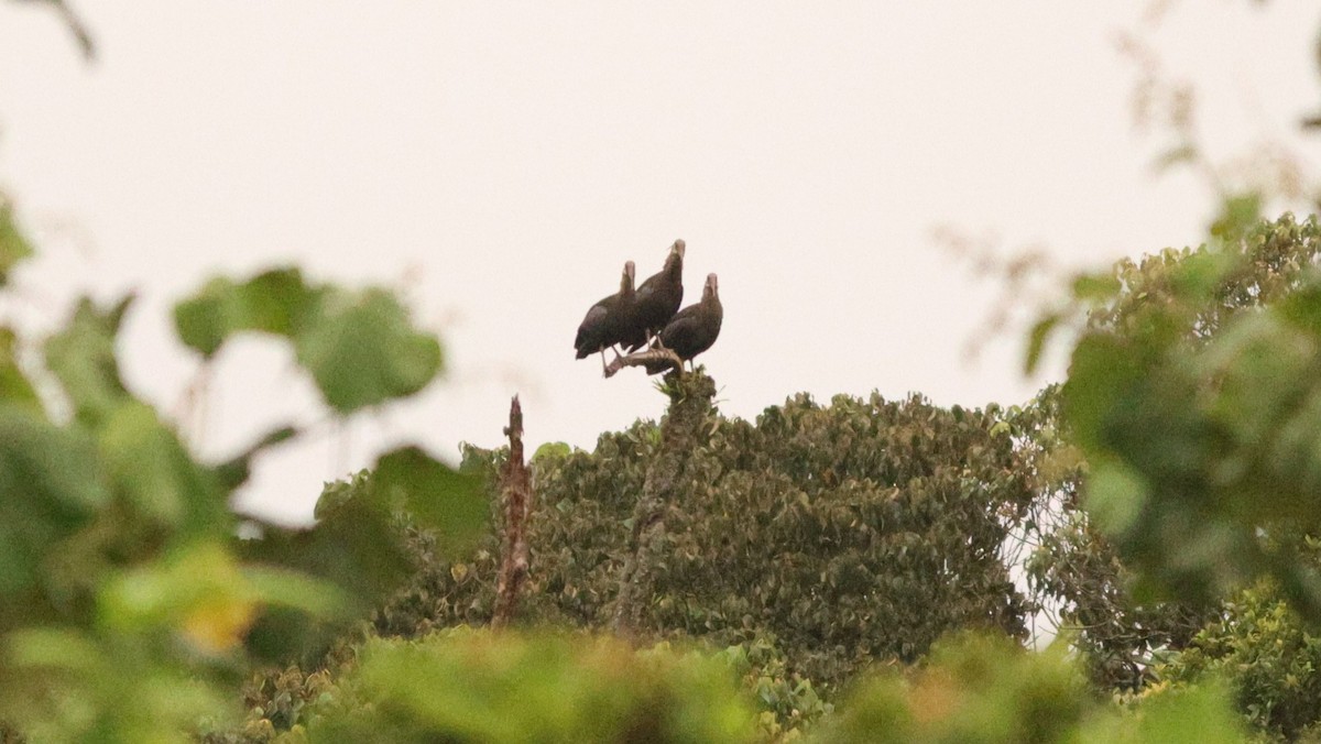 Olive Ibis - ML642648424