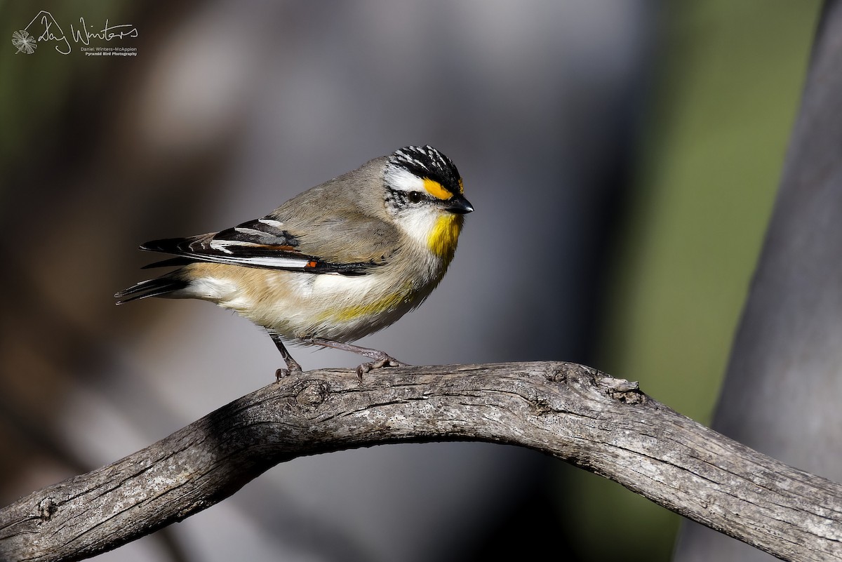 Pardalote à point jaune - ML642648425