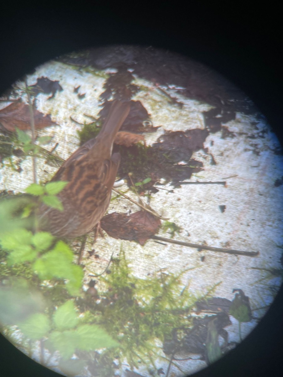 Dunnock - ML642648440