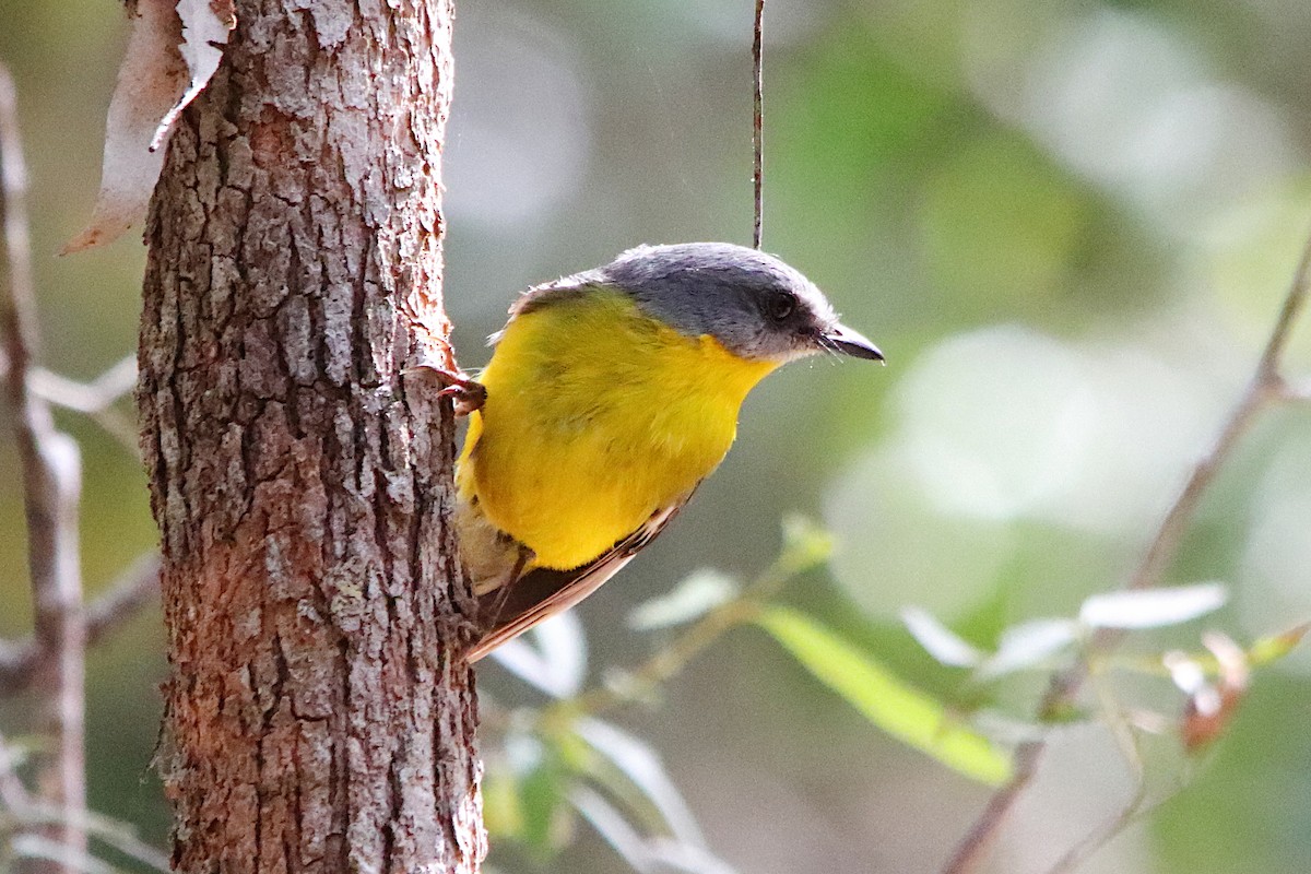 Eastern Yellow Robin - ML642648444