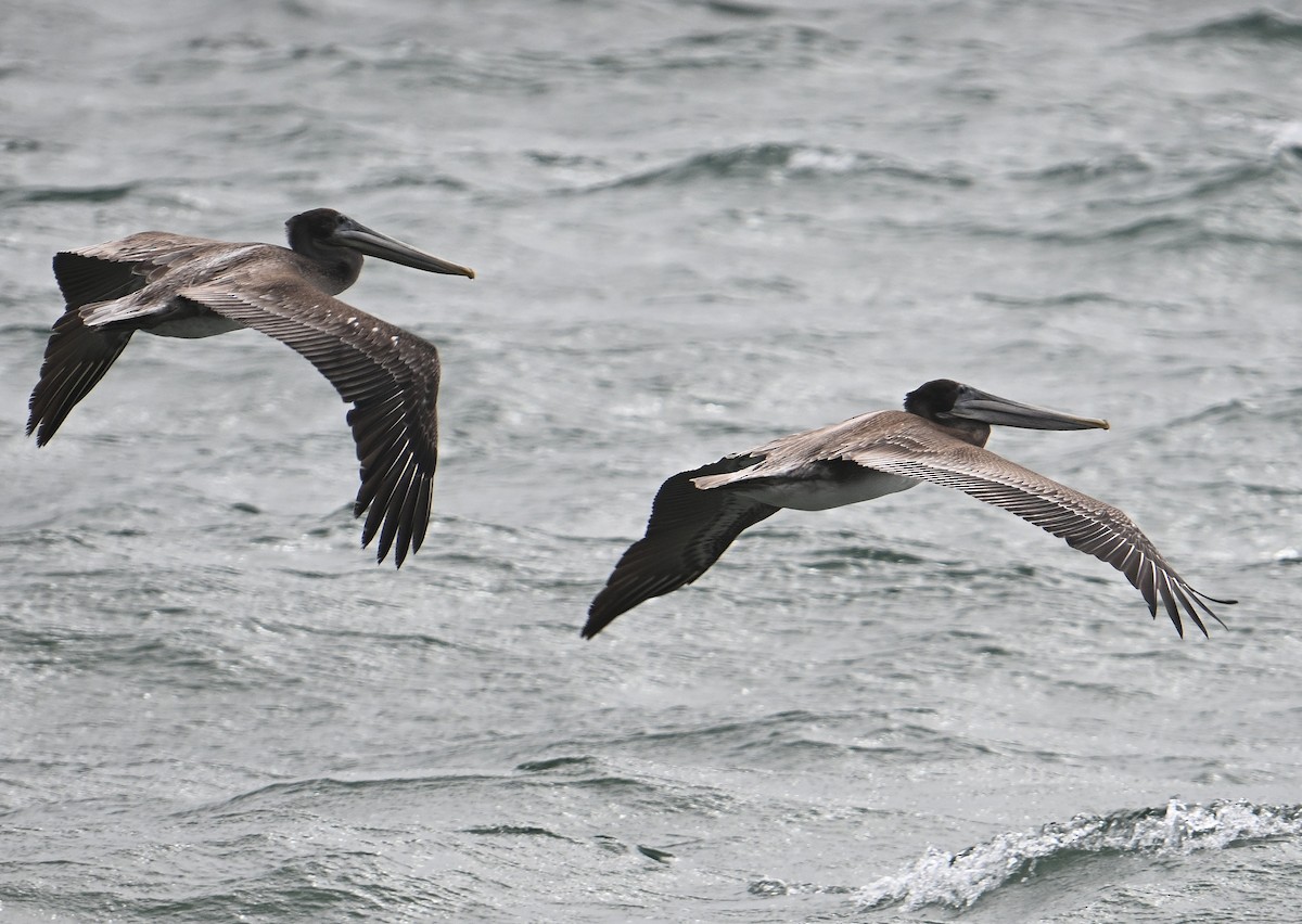 Brown Pelican - ML642648484