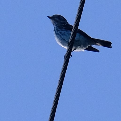 Gray-streaked Flycatcher - ML642648487