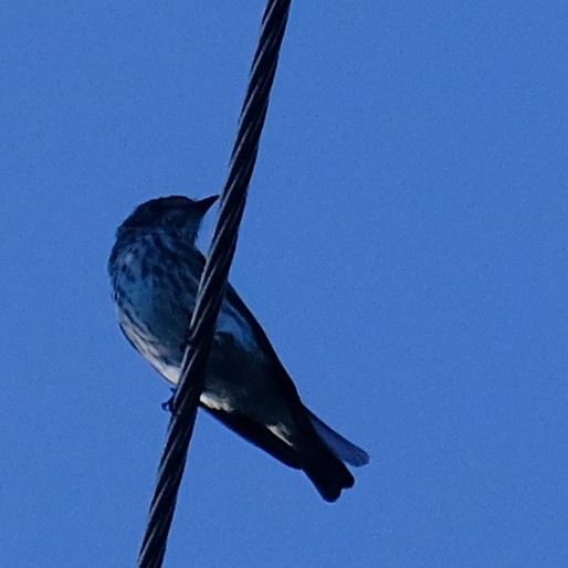 Gray-streaked Flycatcher - ML642648488