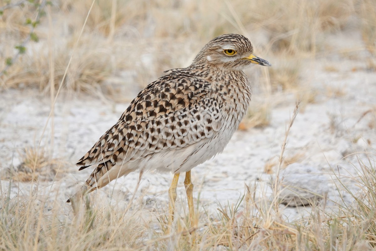 Spotted Thick-knee - ML642648501