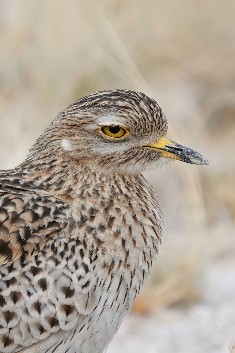 Spotted Thick-knee - ML642648502