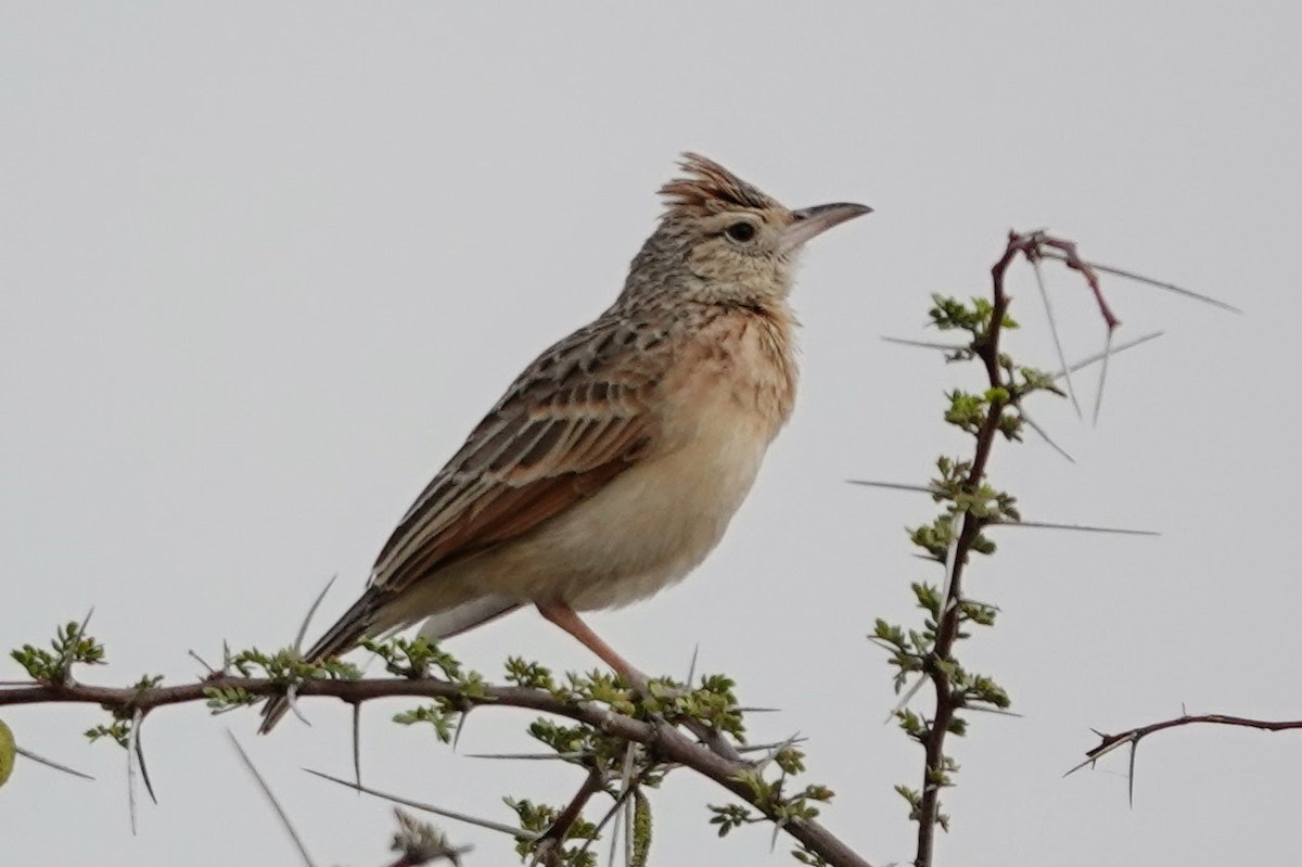 Rufous-naped Lark - ML642648503