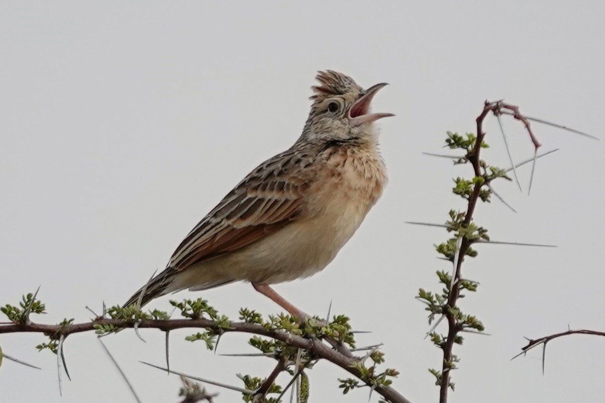 Rufous-naped Lark - ML642648504