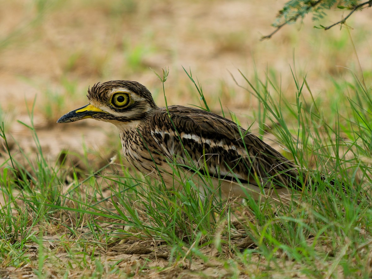 Indian Thick-knee - ML642648512