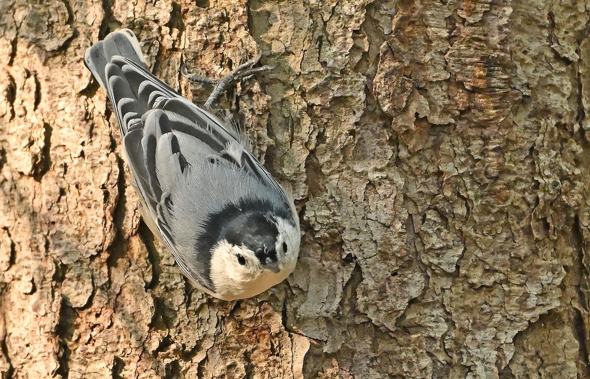White-breasted Nuthatch - ML642648514