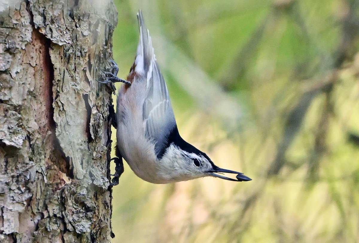 White-breasted Nuthatch - ML642648515