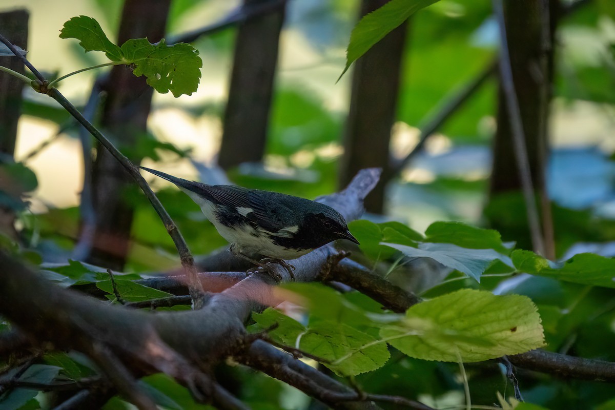 Black-throated Blue Warbler - ML642648519