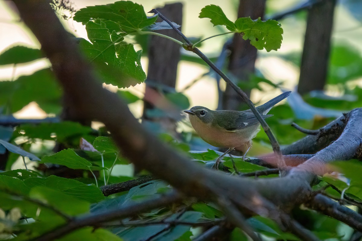 Black-throated Blue Warbler - ML642648520