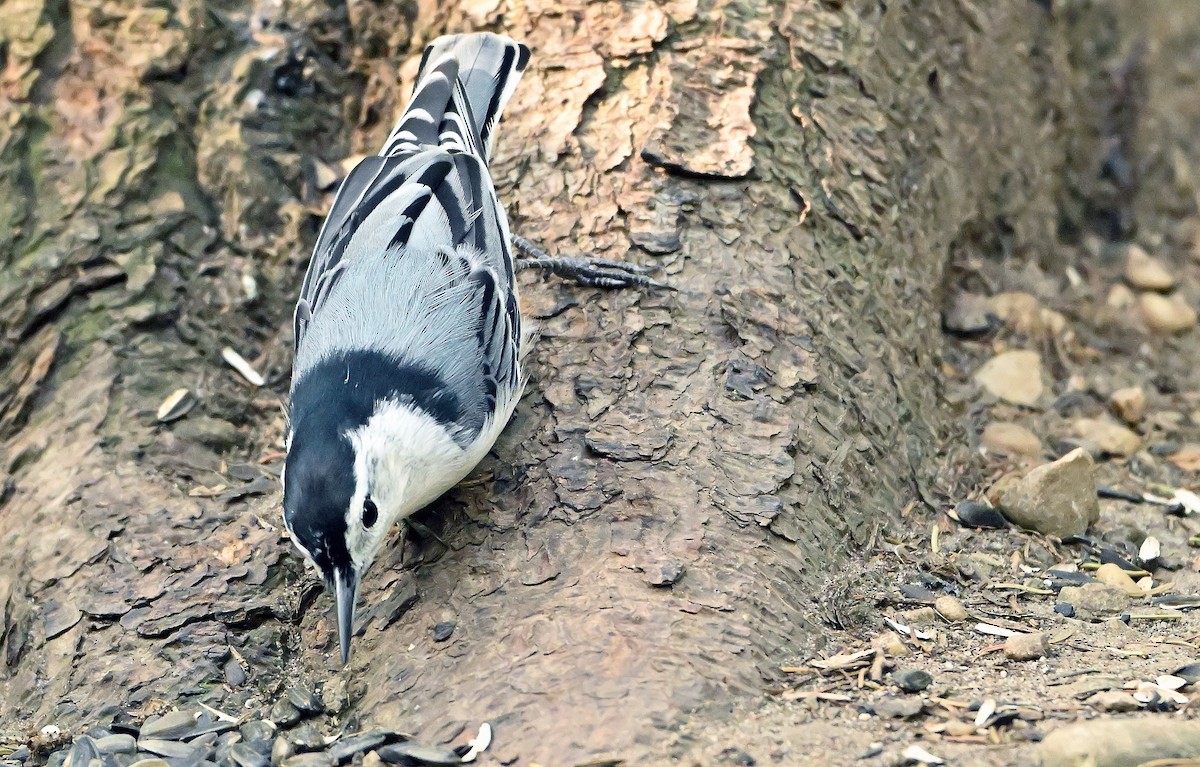 White-breasted Nuthatch - ML642648523