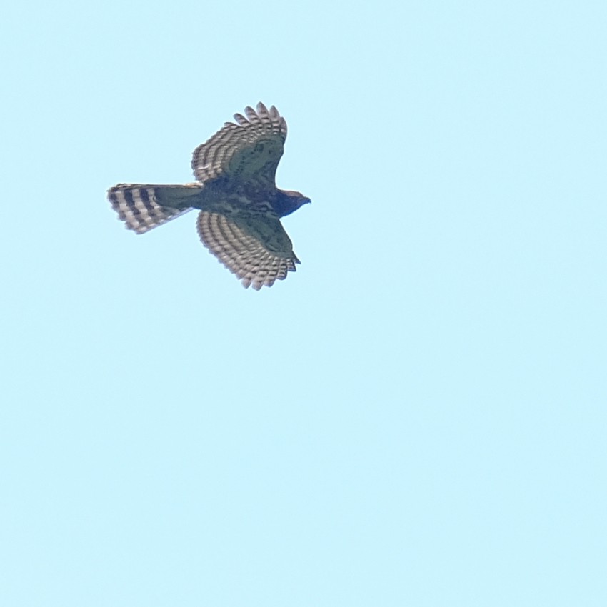 鳳頭蒼鷹 - ML642648527