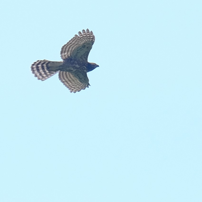 鳳頭蒼鷹 - ML642648528