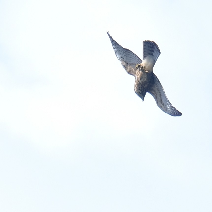 鳳頭蒼鷹 - ML642648529