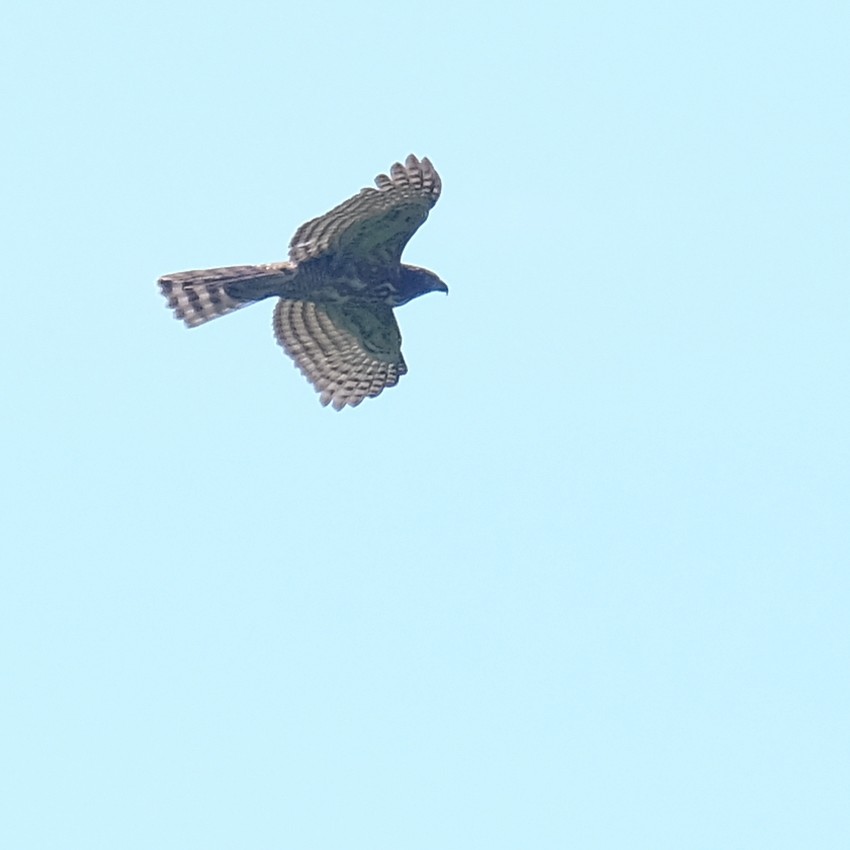 鳳頭蒼鷹 - ML642648530
