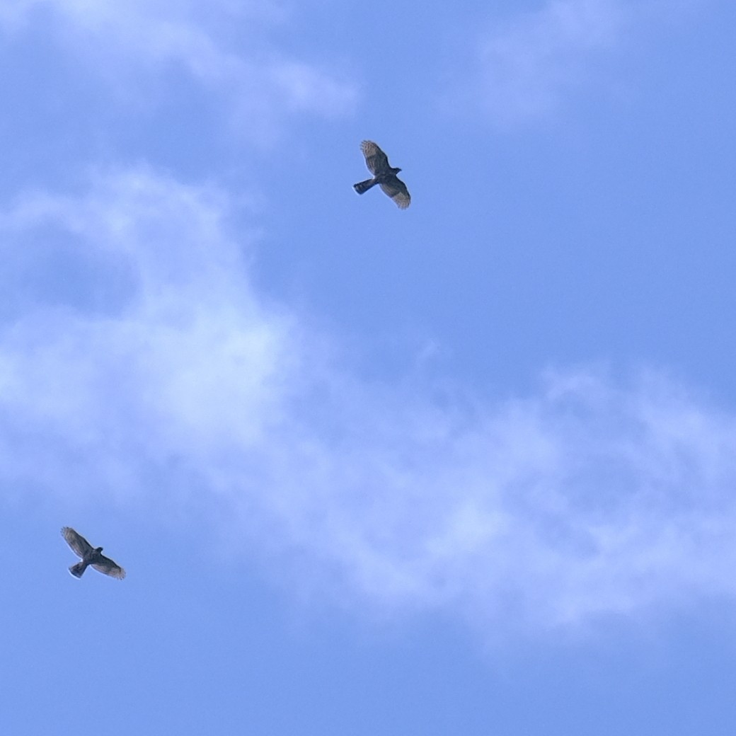 鳳頭蒼鷹 - ML642648533