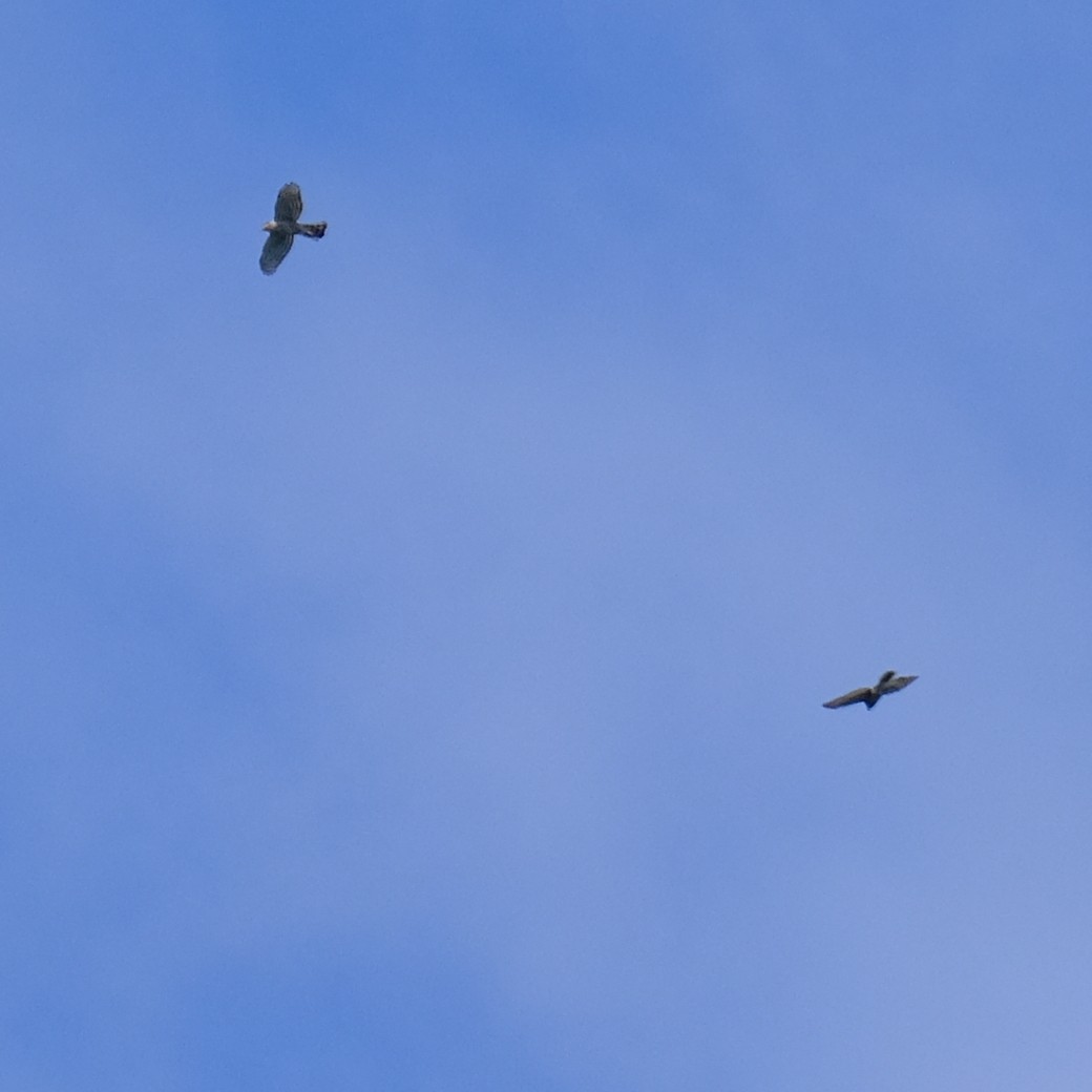 鳳頭蒼鷹 - ML642648534