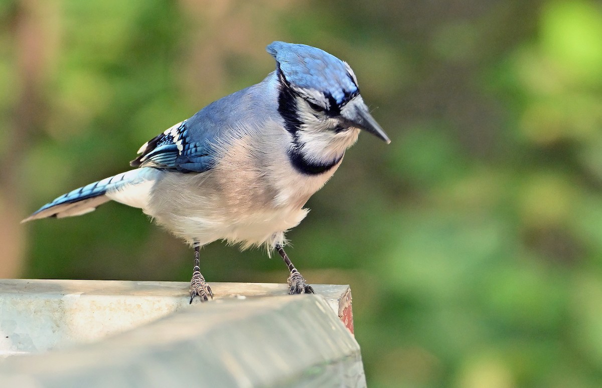 Blue Jay - ML642648551