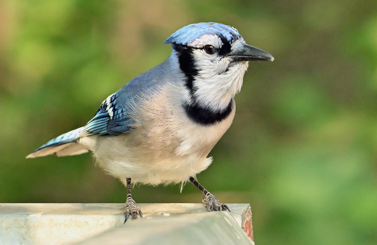 Blue Jay - ML642648553