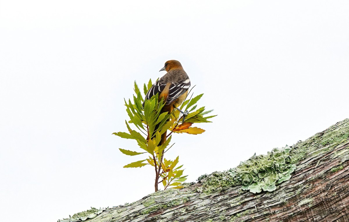 Baltimore Oriole - ML642648557