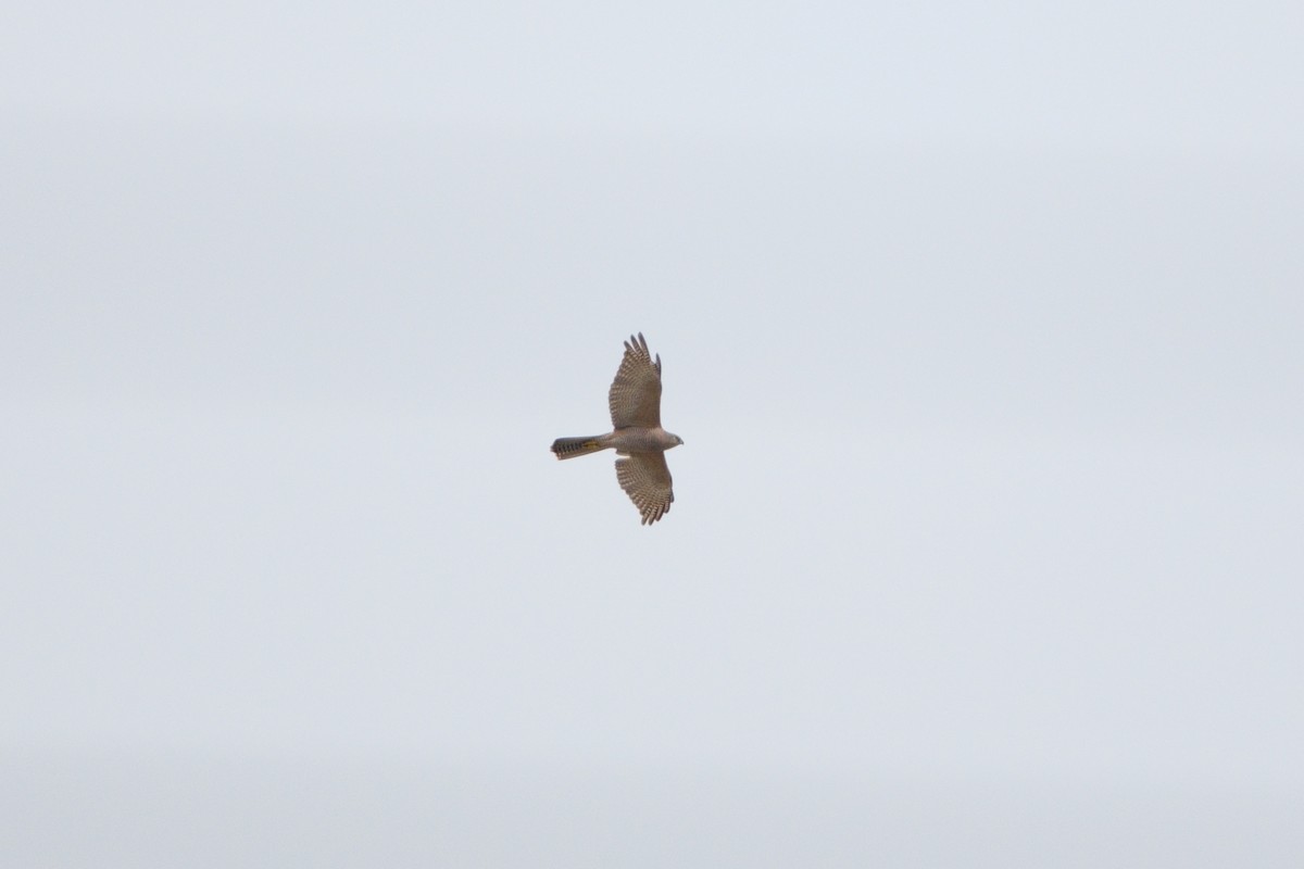 Brown Goshawk - ML642648569