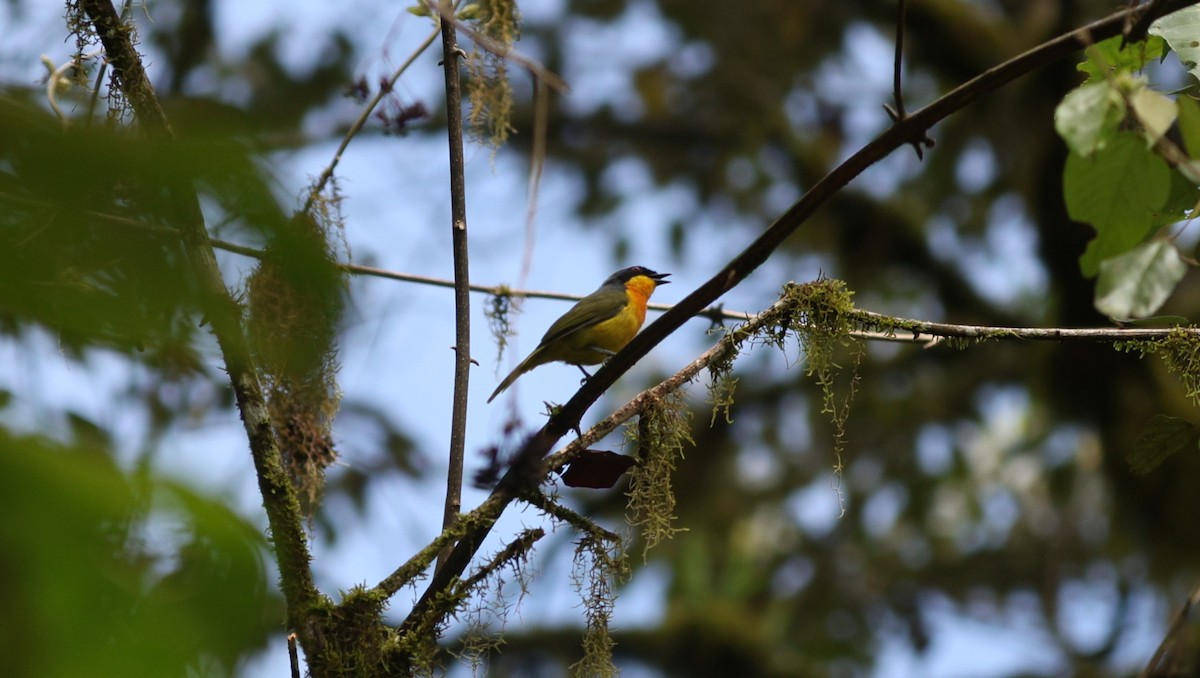Black-fronted Bushshrike - ML642648591