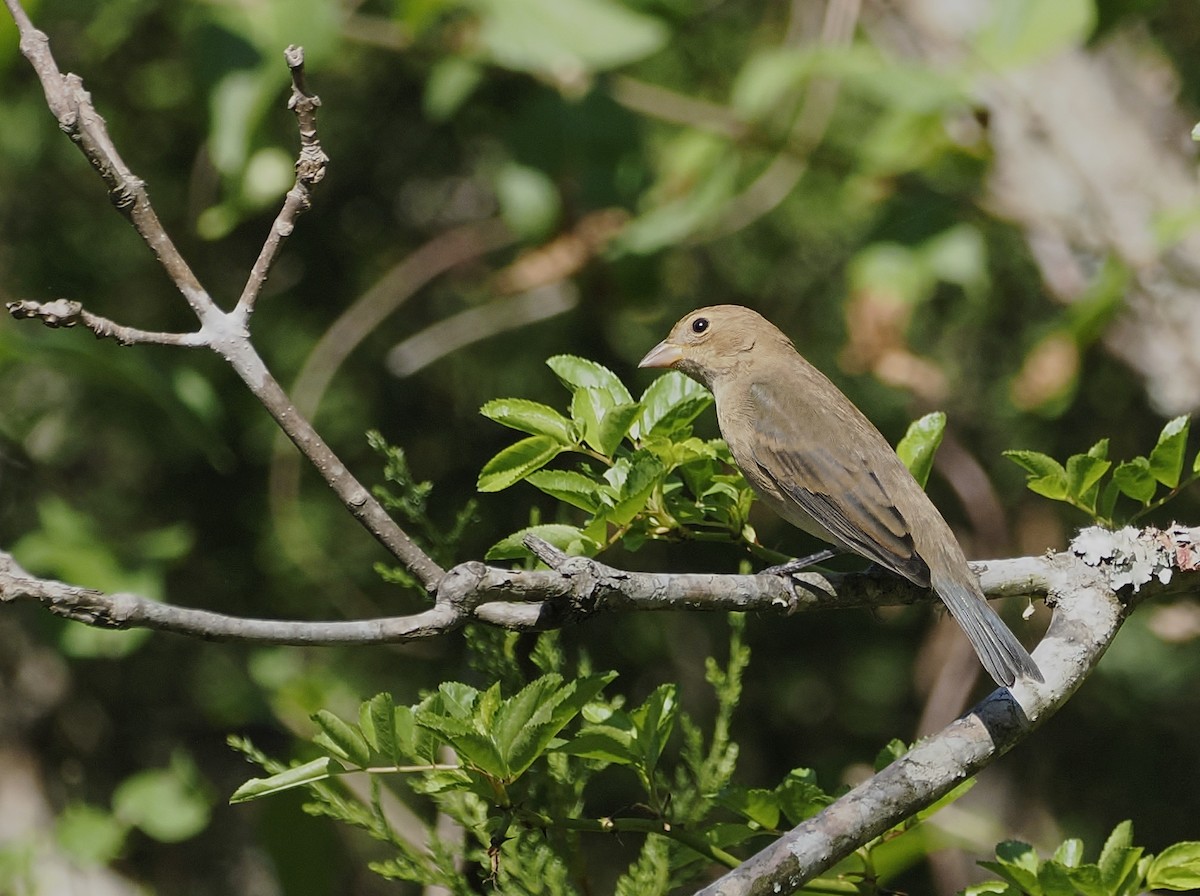 Passerin indigo - ML642648592