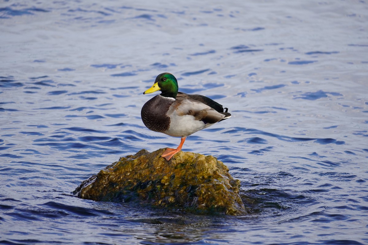 Mallard - ML642648600