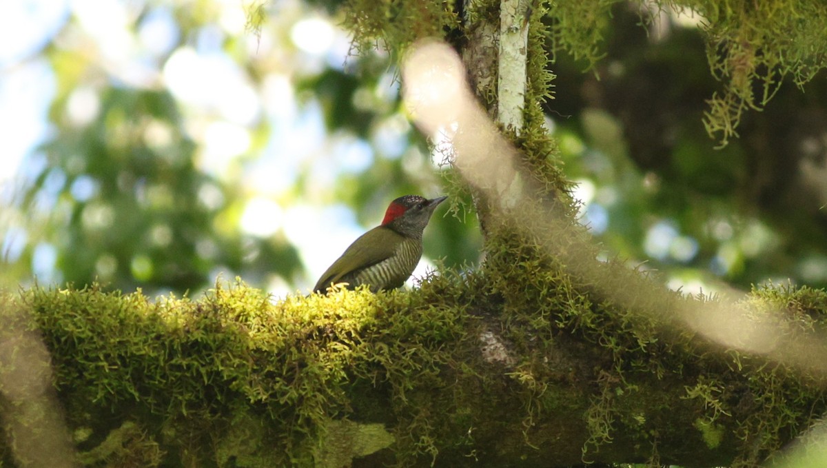 Fine-banded Woodpecker - ML642648622