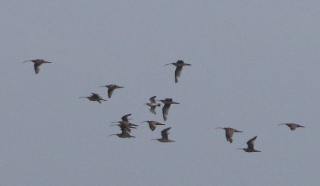 koliha východní - ML642648624