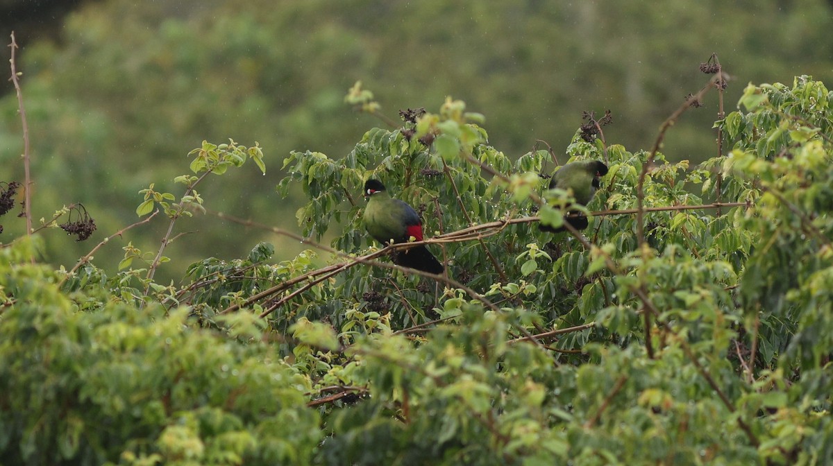 Hartlaub's Turaco - ML642648626