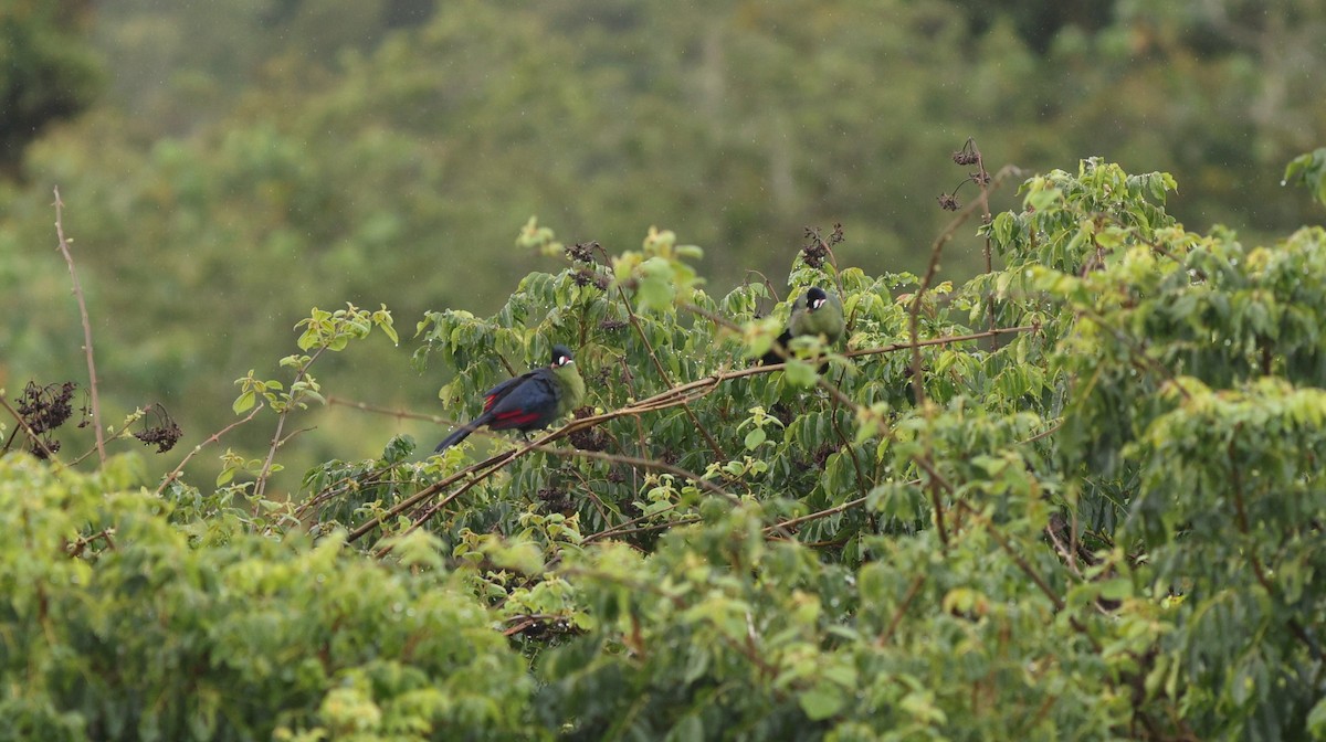 Hartlaub's Turaco - ML642648631