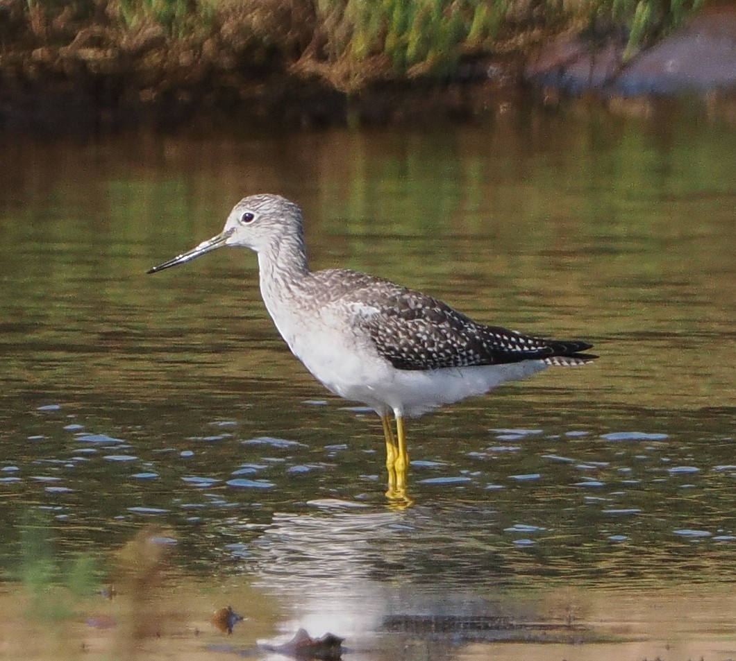 Greater Yellowlegs - ML642648641