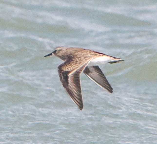 Least Sandpiper - ML642648645