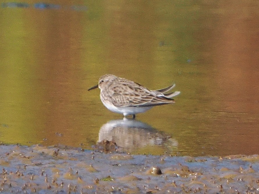 Least Sandpiper - ML642648647