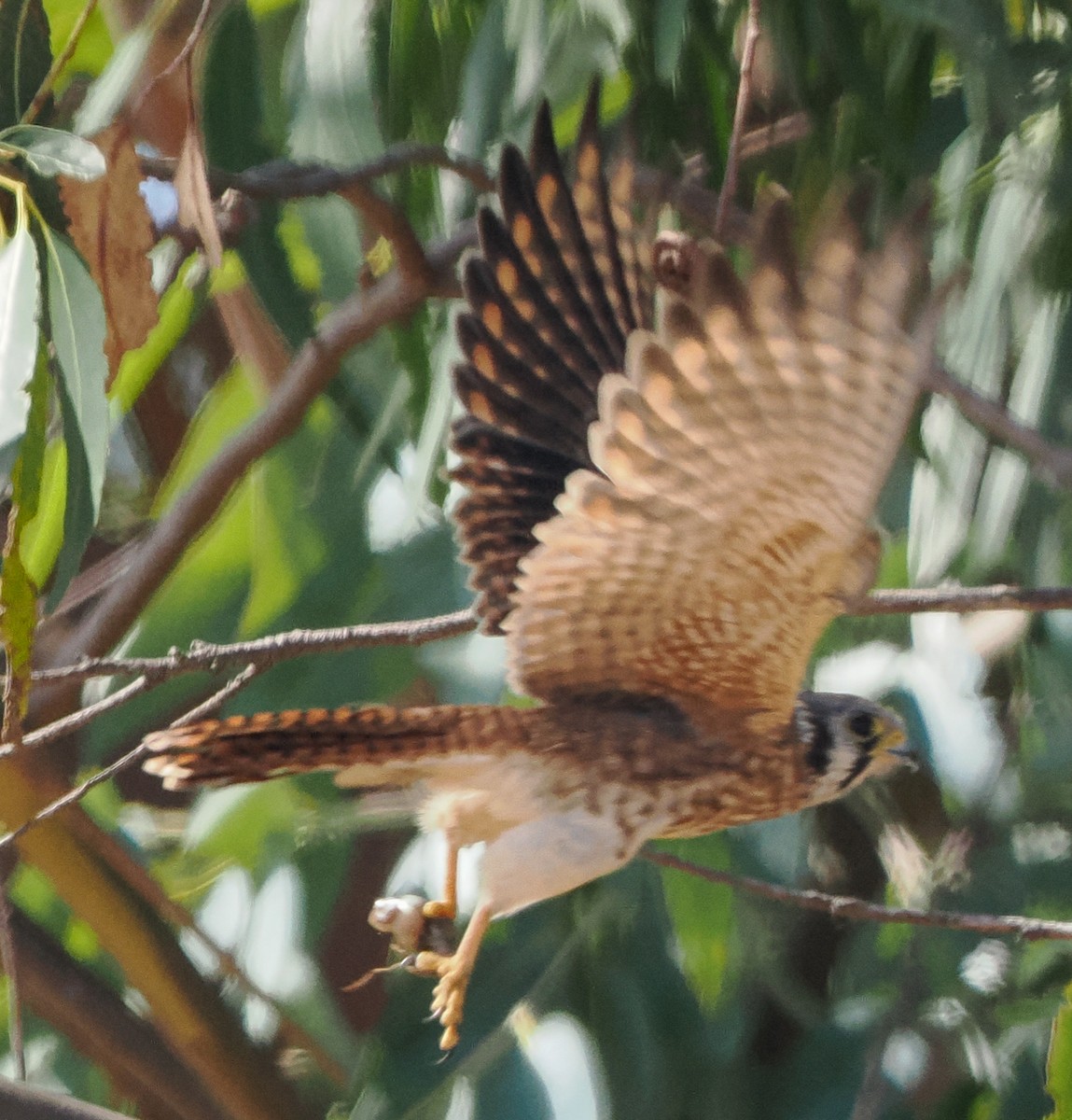 American Kestrel - ML642648660