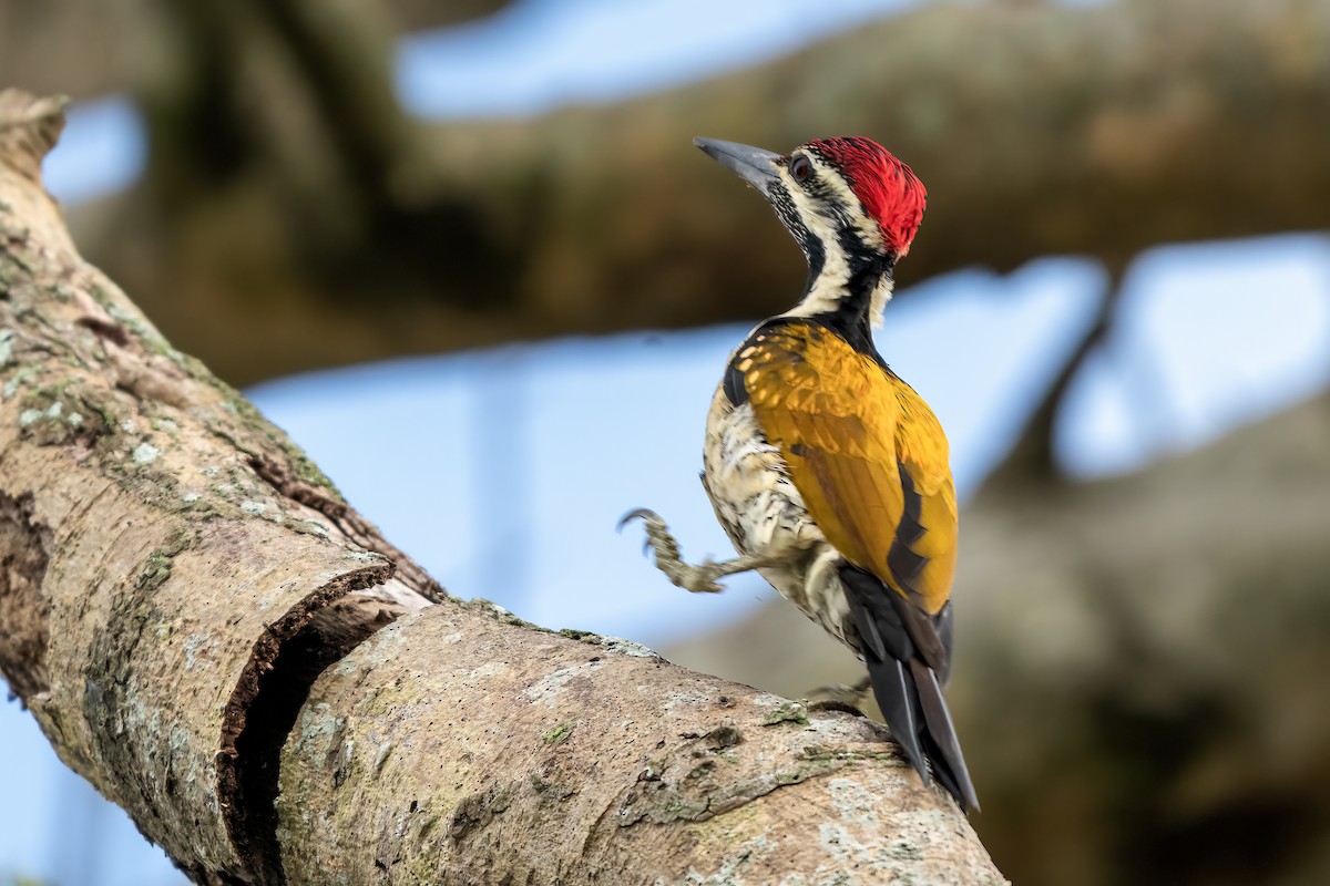 Black-rumped Flameback - ML642648662