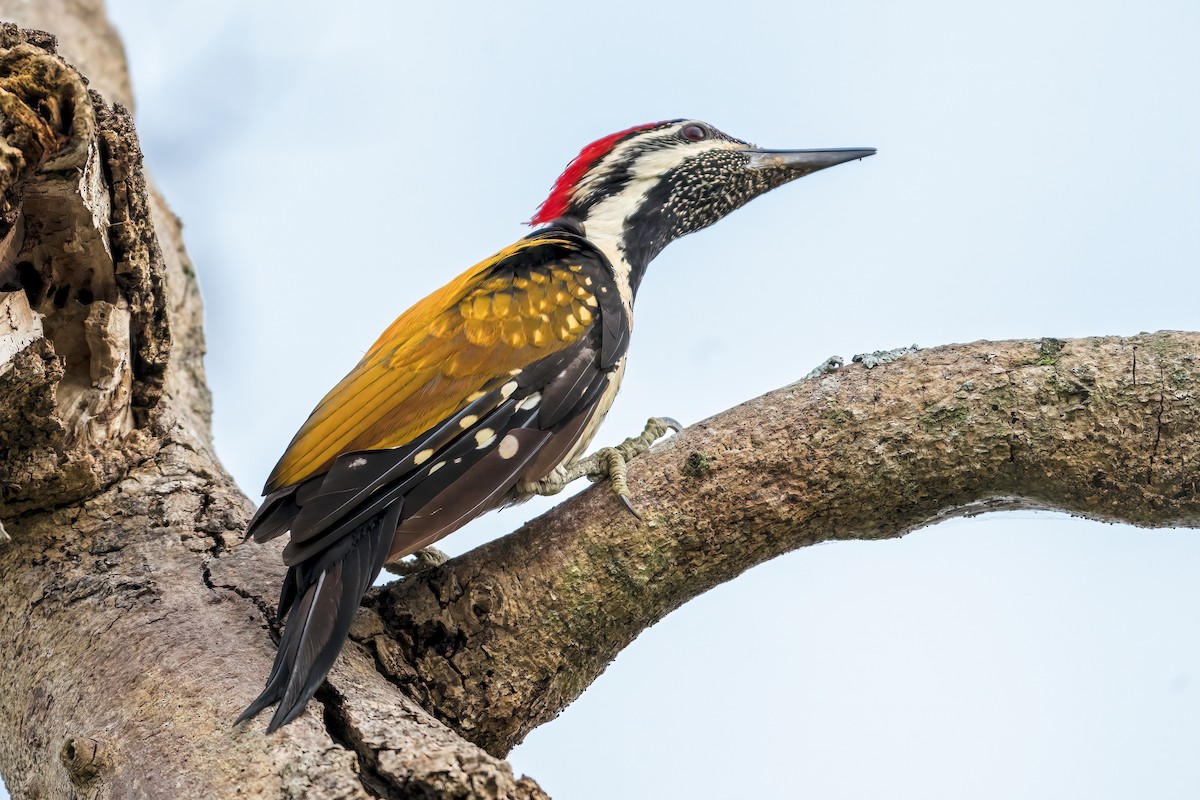 Black-rumped Flameback - ML642648663