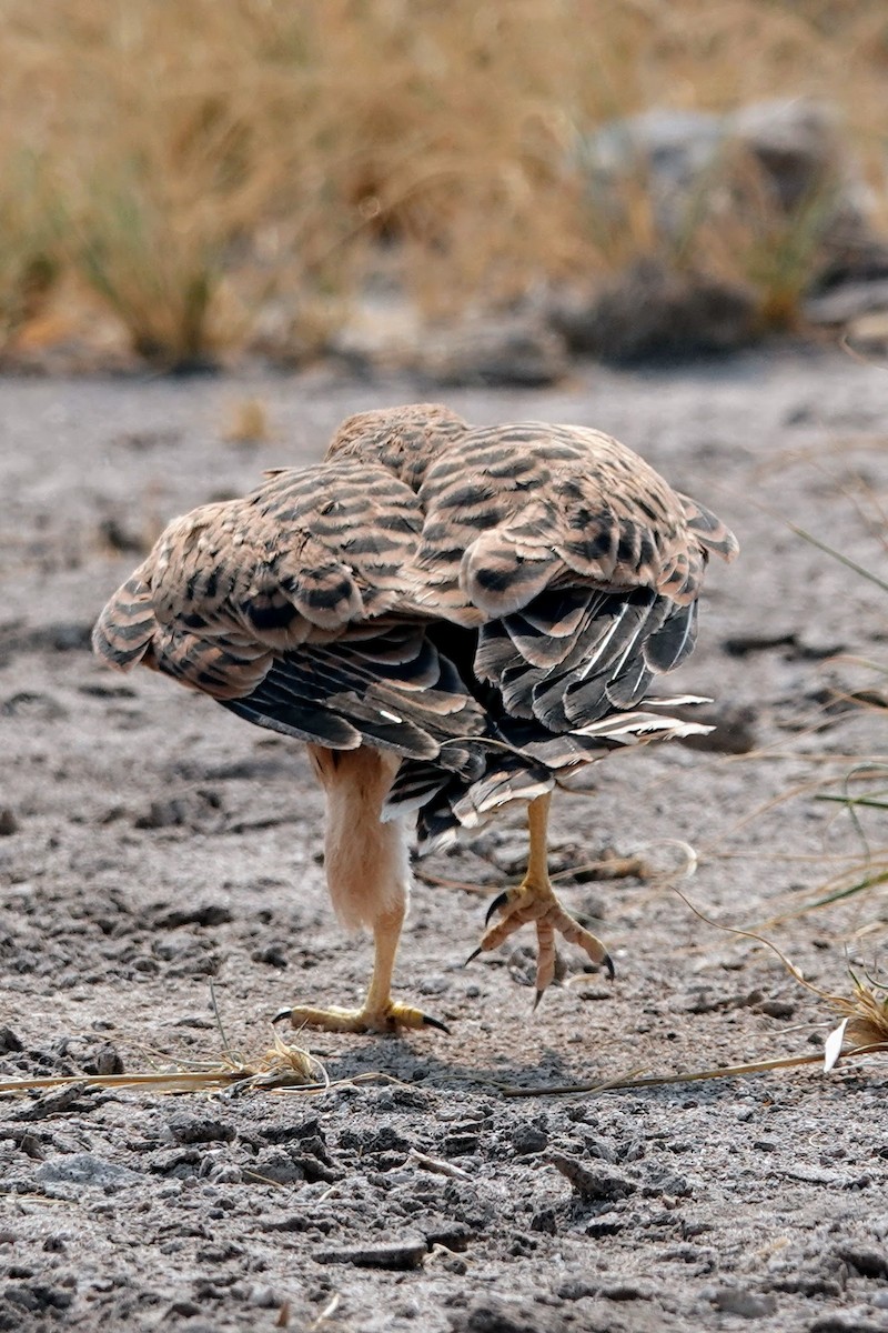Greater Kestrel - ML642648667
